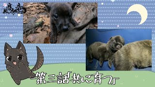 【甲斐犬】保護犬との二ヶ月 第三話「共に育つ」