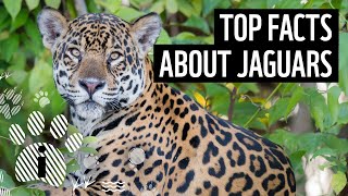 Top facts about jaguars | WWF