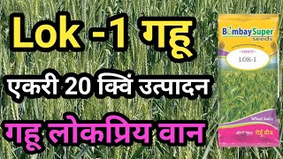 लोक-1 गहू वान माहिती l गहू पिकाचा लोकप्रिय वान lok 1 l lok 1 variety l गहू लागवड माहिती l gahulagwad