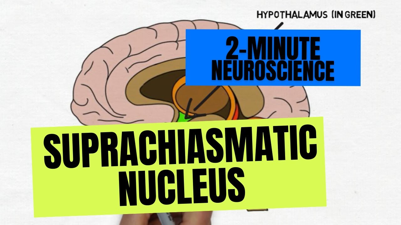 2 Minute Neuroscience Suprachiasmatic Nucleus Youtube