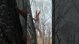 Забавный Незнакомый бельчонок 🐿 Funny unknown squirrel