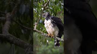 Meet the Most Powerful Bird on Earth #harpyeagle #viralshort #usa #neworleans #newyear