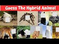 Can you Guess the Hybrid Animals?