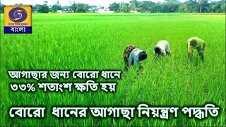 বোরোধানে  আগাছা নিয়ন্ত্রন