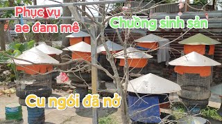 Chuồng cu gáy sinh sản. Phục vụ anh em đam mê. Chim Cu Gáy Giá rẻ.