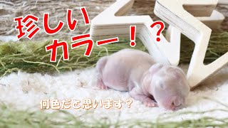 【珍しいカラー色！？】うさぎの赤ちゃんが生まれました♪