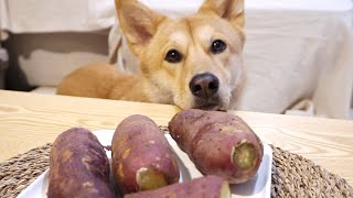 How does the smart Jindo dog eat sweet potatoes?