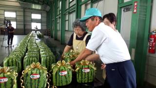 四角スイカ「縞王」出荷