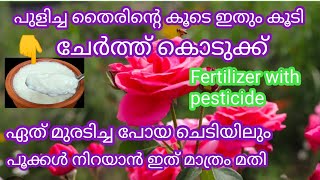 ❤️പുളിച്ച തൈര് ഉണ്ടോ?ഇത് കൂടി ചേർത്ത് കൊടുക്ക് ഏത് മുരടിച്ച ചെടിയിലുംപൂക്കൾ തിങ്ങി നിറയും#Organic