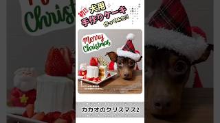 犬用ケーキ作ってみた!! #shorts