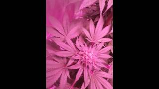 Illumitex NEO SOL 540 watt week 4 flower