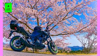 【MT-25】寄り道お花見【桜】