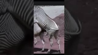 Zebra mating and self masterbation