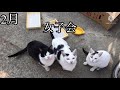 ［ねこもる隊］♯118 お手製の猫用服 u0026ねこもる写真館①