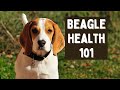 Beagle Health: Common Issues and How to Prevent Them