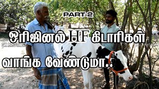 ஒரிஜினல் HF கிடாரிகள் வாங்க வேண்டுமா..PALANI COW FARM// PART-2 #new #gkbrothers #cow #youtube