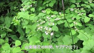 トキソウ開花状況探索【袴岳】湿原自生地 2019年6月17日