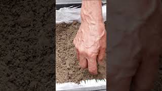 How I grow carrots at home for high yield, very easy