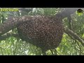 honey bee discovery. life in jungle. आग्या मोहोळचा चमत्कारिक प्रवास. marathi discovery.