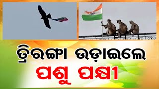 ତ୍ରିରଙ୍ଗା ଉଡ଼ାଇଲେ ପଶୁଠୁ ପକ୍ଷୀ  | Odisha Reporter