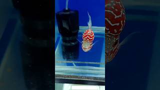 BEAUTIFUL RED KML FLOWERHORN FISH AVAILABLE AT BEST DEAL | FLOWERHORN ADDA BANGALORE#ytshorts#shorts