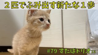 すたば15【子猫保護】生後１ヶ月半子猫たちの可愛い仕草🌱✨［#子猫 / #とろ〜り / #かきかき］new step to take with two kittens✨😼🍼