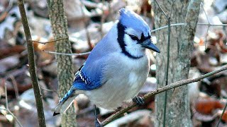 DNR hosts naturalist bird program for aspiring explorers