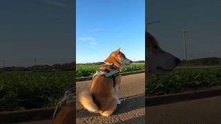 犬と人、これはどっちが悪い？ #柴犬 #犬 #いぬ