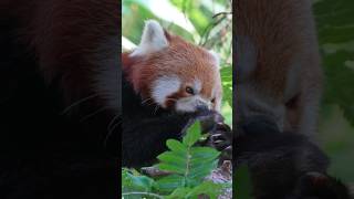 animal 4k video ultra hd🦫🐿️🐭||wildlife animals_#shorts #animalworld #wildlife