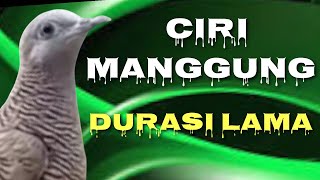 KEPALANYA LEBIH BESAR ,,,, CIRI KHUSUS YANG DI MILIKI PERKUTUT YANG MANGGUNG DURASI LAMA