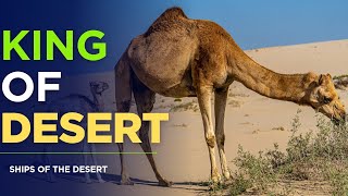 Camel : The King Of The Desert - Unlimited Entertainment