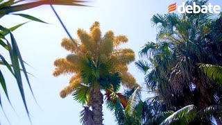 ¡ASOMBROSA! La palma Talipot, única en México, está en el Jardín Botánico de Culiacán.