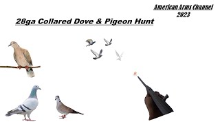 28 Gauge Eurasian Collared Dove \u0026 Common Pigeon Hunt - August 2023