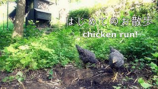 チキンランにネット張り＆お散歩