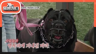 최종점검 훈련!! 연속적인 자극훈련에 점점 순해지는 달이☆ [개는 훌륭하다/Dogs Are Incredible] | KBS 210628 방송