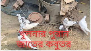 খুলনার পুরণ জাতের কবুতর মাথা নষ্ট করা দামে বিক্রয় করা হবে!!