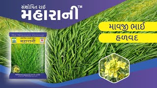 રિસર્ચ રાઈ બિયારણ મહારાણી  || RESEARCH MUSTARD SEEDS (RAI SEEDS) || NISSAN SEEDS PVT LTD ||