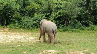 রামু ক্যান্টনমেন্ট হাতে 🇧🇩🇧🇩🇧🇩