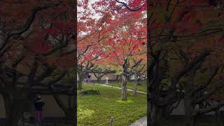 【2022年秋　京都・滋賀 sub】黄梅院（大徳寺）#shorts