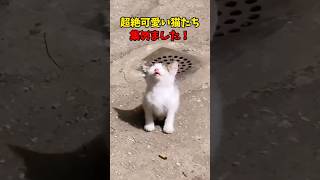 超絶可愛い猫ちゃんたち！ #cat #cats #猫 #ねこ