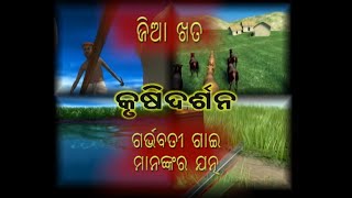 Jia Khata, Garbhabati Gai Mananka Jatna // ଜିଆ ଖତ , ଗର୍ଭବତୀ ଗାଈଙ୍କ ଯତ୍ନ // Krushi Darshan