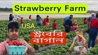 Strawberry Picking.আমেরিকায় স্ট্রবেরি বাগানে একদিন|Strawberry farms NY.Bangla Vlog/Hello USBD.