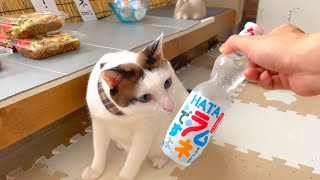 【夏祭り】猫が初めて出店に挑戦したら我慢できずに事件発生ｗｗｗ