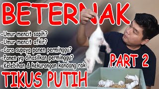 CARA BERTERNAK MENCIT / TIKUS PUTIH PART 2 !!! BISNIS MENJANJIKAN  NIH.. LOW BUDGET HASIL BESAR !!!