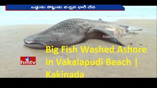 Big Fish Washed Ashore in Vakalapudi Beach | Kakinada | HMTV