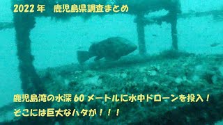 水中ドローンで鹿児島湾水深60mを調査、そこには巨大なハタが住みついていました！