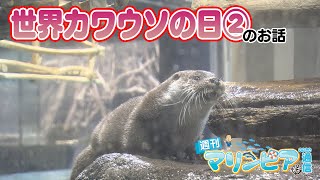 週刊マリンピア通信　＃113 カワウソ2