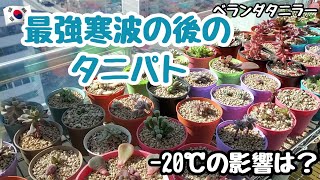 【多肉植物】【初心者】最強寒波の後のタニパト❄－20℃の影響は？【韓国苗】