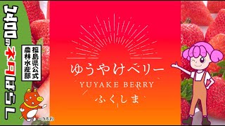 福島県の新しいイチゴ品種「ゆうやけベリー」を紹介するよ