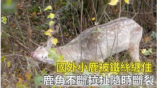 小鹿的鹿角被鐵絲纏住，再不救援恐怕會扯斷鹿角#動物 #暖心#救援#小鹿#野生動物